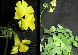 Maybe you would like to learn more about one of these? Weed With Yellow Flowers And Clover Like Petals