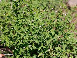 Image result for Lantana rugosa