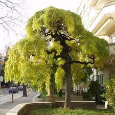Sophora Du Japon Pleureur Sophora Japonica Pendula Arbres Tiges Et D Avenues Pepinieres Meylan Shop Baume Pflanzen Garten Baumgarten