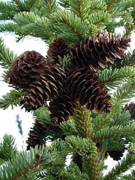 Image result for Monsonia glauca