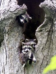 Raccoons In Tree Den Animals Koala Bear Koala