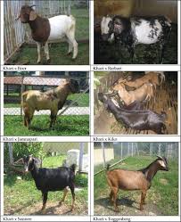 However, just like cats and dogs, there are different breeds of goats. Breeds And Breeding System Of Indigenous And Crossbred Goats In Nepal Intechopen