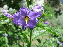 Image result for Solanum