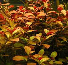 Image result for Ludwigia