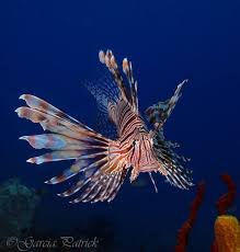 Aquarium Depot Lion Fish Reptiles Pet Marine Aquarium