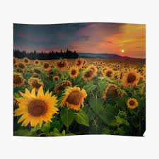 Sunflowers aesthetic appleofmyeye photo ideas pinterest this sunflower species is also used as wild bird food as livestock forage as a meal or a silage plant … continue reading sunflowers aesthetic Beautiful Summer Sunset Sunflower Field Tapestry By Noahlaz Redbubble