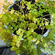 Image result for Lysimachia ruhmeriana