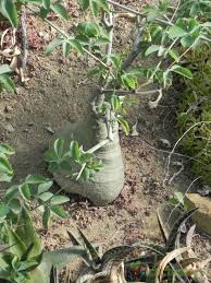 Image result for Adenia fruticosa