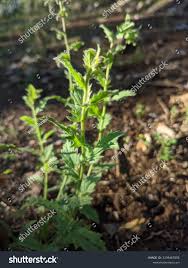 Image result for Laggera