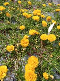 Aneka jenis tanaman hias yang cantik. Bibit Bunga Krokot Spesial Puspa Krokot Toko Bunga Facebook