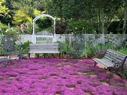 Creeping Thyme Ground Cover 1000 Seeds Fragrant Herb Pink Etsy Ground Cover Plants Ground Cover Plants
