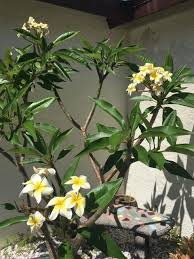 Grow Beautiful Plumeria Anywhere Everything You Need To Know Garden Of Aquarius Plumeria Tree Indoor Plumeria Plumeria Care
