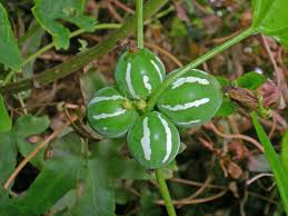 Image result for Diplocyclos