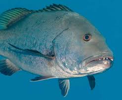 Check spelling or type a new query. 12 Jenis Ikan Kakap Dan Ciri Cirinya Lengkap Nama Ilmiah