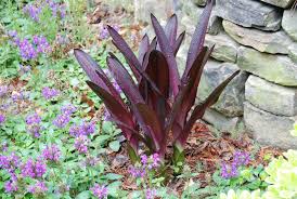 Image result for Eucomis