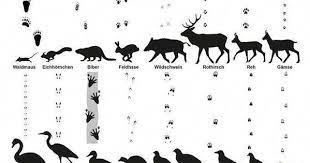 pin by alex murillo on julisteet animals wild animal tracks cute animals puppies