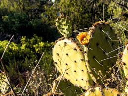 The cactus cuties were named for their cute looks and the cactus theater located in lubbock,texas!!! Texas Southwestern Cattle Raisers The Cactus Moth Hits Texas Putting Prickly Pear In Jeopardy