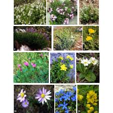 We did not find results for: Plate Iv Important Angiosperms Eudicots From Albanian Flora 1 Download Scientific Diagram