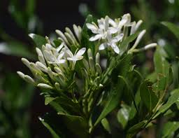 Image result for Pavetta lasiopeplus