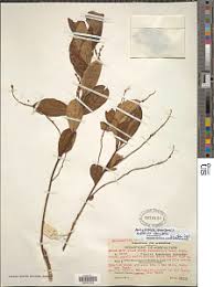 Image result for Anisophyllea quangensis