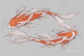 Koi fish illustrations on Behance