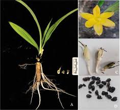 Image result for Curculigo pilosa