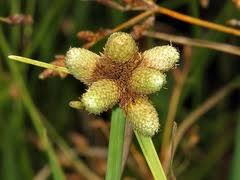 Image result for Lipocarpha chinensis