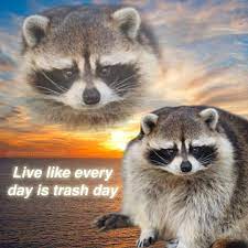 We did not find results for: Nocturnal Trash Posts Wise Raccoon Proverb Facebook
