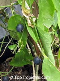 Image result for Passiflora suberosa