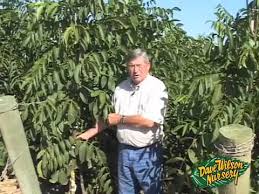 The nuts are shiny brown, reaching up to 3 inches across and clustered in groups of two or three nuts. Walnut Trees Youtube