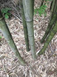Bamboo is an attractive ornamental plant that gardeners often seek out to create a visual barrier on their property or add a specific feeling to their garden's design. Bamboo Growing Wild In The Landscape Of New Jersey Steemit