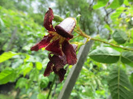 Image result for Markhamia zanzibarica