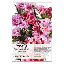 Godetia Flower Kingdom Best Flower Wallpaper