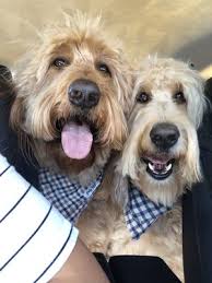 Efektīvais un pilnībā dabīgais līdzeklis latvijā, kas var novērst tavas paģiras vēl pirms tās iestājas! Dog Days Las Vegas 53 Photos 82 Reviews Pet Groomers 10430 S Decatur Blvd Las Vegas Nv Phone Number