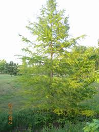Cypress Tree Cypress Trees Tree Country Roads
