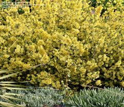 Image result for Gnidia