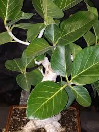 Image result for Ficus lutea