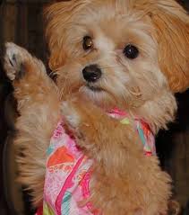 Pawrade connects pawsome people like you with happy, healthy puppies from our respected, prominent breeder relationships we've. Maltipoo Houston Maltipoo