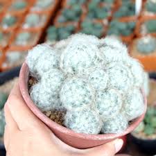 Many species of mammillaria have very colorful. Mammillaria Lasiacantha Cactus Flowering Potted Plants Home Garden Decoration Cacti Succulents Plants Seeds Bulbs