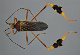 Image result for Nicolasia stenoptera