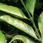 Image result for Colletoecema tortistilum