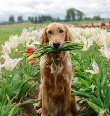 When is the wooden shoe tulip festival in portland? Wooden Shoe Tulip Festival Draws Photographers And Nature Lovers Portland Society Page