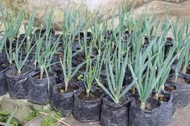 Cara selanjutnya menanam daun bawang adalah mengolah tanah. Tips Cara Menanam Bawang Daun Dari Batangnya Petani Bawang