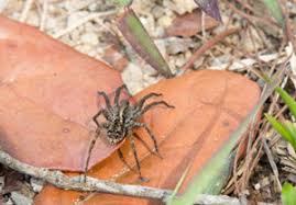 Camels have many adaptations that allow them to live successfully in desert conditions. 7 Most Common Dangerous Spiders In Utah Utah Pest Control