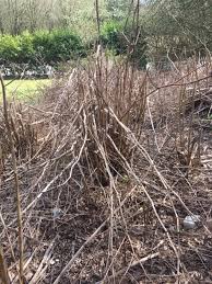 Knotweed removal, images, information, dangers & solutions, killing japanese knotweed. Japanese Knotweed Removal How To Kill Guide