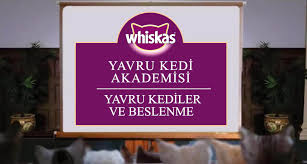 Yavru Kedilerin Beslenmesi Icin Ipuclari