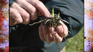 Check spelling or type a new query. Planting Caladium Bulbs Youtube