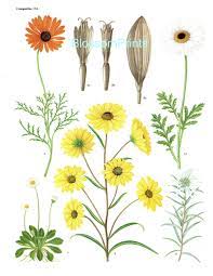 Compositae The Sunflower Family From The Book Flowering Plants Of The World Creatief