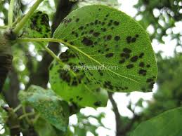 Comme la plupart des maladies cryptogamiques, la présence d'une certaine humidité favorise son apparition. Arbres Fruitiers Travaux De Septembre