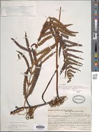 Image result for Amblovenatum